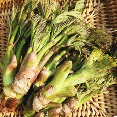 [백화점 납품] 국산 참두릅 특품, 1개, 500g