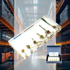 성장표본 옥수수 초등과학 관찰학습 실험교구 생태관찰자료 식물발달 모형