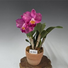 핑크레이디/카틀레아(이태리토분 식재), 1개