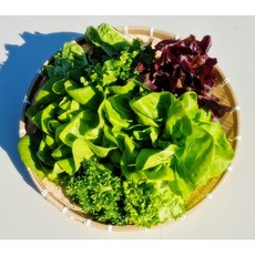 [길쑤파머KS] 유럽 샐러드 채소 야채 상추 쌈채소 버터헤드 바타비아 로메인 프릴 모듬샐러드, 2kg, 2kg, 1박스
