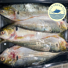 입안 가득 퍼지는 진한 고소함과 촉촉하고 쫀득한 식감의 전어, 1박스, 전어 5미