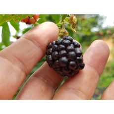 고창 슈퍼 복분자 생과(냉동) 블랙베리 1kg 2.5kg 5kg 10kg, 슈퍼복분자(특품)1kg