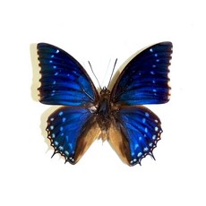 蟲新發現 蝴蝶標本A1 Charaxes屬 蛱蝶/特價中… 未展翅乾貨, 1個, 2-Charaxes bipunctat