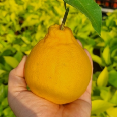 [당도보장] 제주 꿀 한라봉 10kg못난이 (랜덤과) 1박스 산지직송, 10kg(랜덤과)