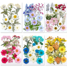 압화 꽃모음 세트 13종 (압축 진공 팩 포장) 드라이플라워 누름꽃, M, M