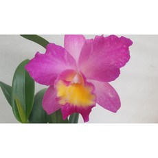 [신라난농원]카틀레야.핑크레이디.신상품입고.예쁜핑크색의노랑색립프.(꽃형이 예뻐요).아주좋은향.고급종.인기상품.재입고.필독뒷사진참고., 1개