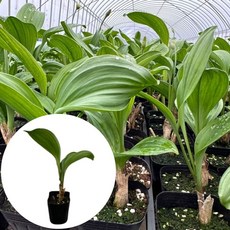 명이나물모종 산마늘모종 컵포트 새마을총각, 1개