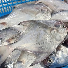 국내산 급냉 병어 1kg(7~9미내외) 횟감 구이용, 1개, 1kg