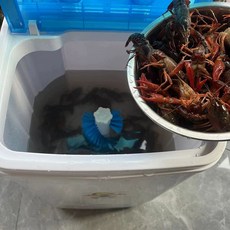 수산시장 해산물 세척기 바닷가재 씻는 업소용 전복 해감, 랍스터 세척기 세척 6.0kg+3년
