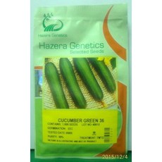 Hazera Genetics 小黃瓜種子 CUCUMBER GREEN 36, 1包