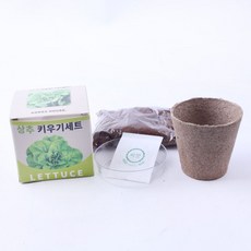 씨앗 봉선화 키우기세트, 본상품