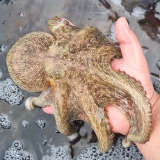 활 통영 돌문어 국내산 활문어 제철 수산물 당일수확, 활 돌문어 1kg 1-4미, 1개