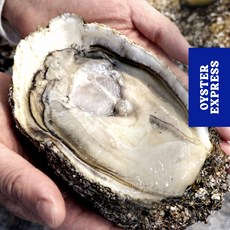자연산 바위굴 하프쉘 손질완료 생굴 삼배체굴 여름 제철 1kg 1개, 바위굴1kg(1~2미)