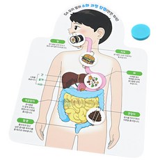 SA 우리 몸의 소화 과정 탐험(안전 자석)(1인용 포장)(SAS11577) 초등 실험 소화기관 식도 우리몸 과학의날 늘봄교실