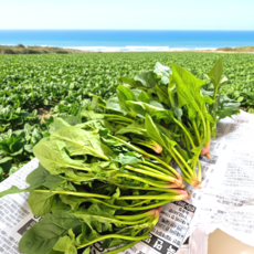 한정물량 초특가 해풍맞은 남해초 시금치 보물초 남해보물시금치, 1박스, 2kg
