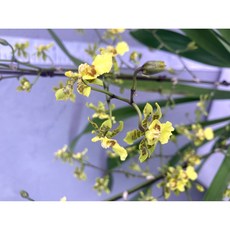 [루반정원] Onc.스카이골드(향기 좋어요), 1개