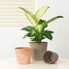 마이플랜트 EV 이브 바소 세레오팟 이태리토분 (받침 세트), 1개, 아레나