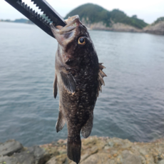 자연산 당일바리 생물 우럭 활 통우럭 완벽 손질 매운탕 우럭 캠핑용 생선구이 볼락 2kg, 1개, 자연산  특대우럭 2Kg 2마리