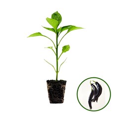 파머시카 가지고추 모종 보라고추 국산, 2개