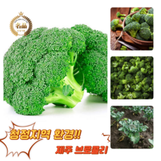 [굿피플] 브로콜리 국산브로컬리 broccoli 야채 브러컬리 브로컬리[브로콜리2-4개], 1박스, 1kg