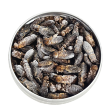 냉동 귀뚜라미 냉뚜리 대 80~120마리, 1개, 20g