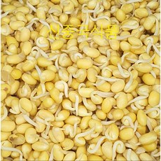 [태평아시아마트]콩싹. 노란콩싹. 황떠우야, 500g, 1개