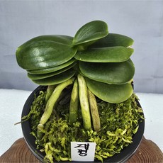 대명(포트)/초특가세일, 1개