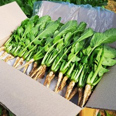 채소한 포천 어린열무 싱싱 국내산 수확, 4kg, 1개