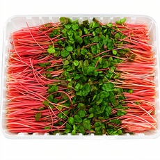 야채왕 적메밀순 1팩(500g), 1개