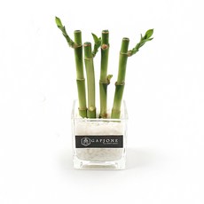 갑조네 공기정화식물 수경재배 실내인테리어 여름식물 개운죽 행운목 부레옥잠 물배추, 개운죽10cm(4p) 사각유리화분+흰돌160g+스티커