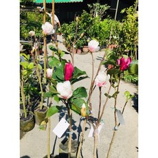 霏霏園藝 辛夷 6吋美植盆栽 高度70-80公分以上, 1個