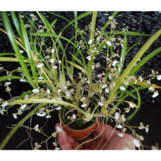 [신라난농원]오니토포라 라디칸스.아주좋은향.귀여운 흰색꽃.무리지어 날아가는 새모양.잎 꽃앙증맞고예쁨.인기상품.필독뒷사진참고., 1개