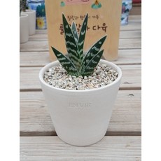 [룰루랄라다육][랜덤]다육식물 천대전금, 1개