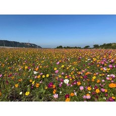 T69 波斯菊混合色種子 200公克 ~歐洲進口波斯菊種子, 1包