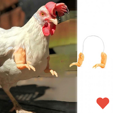 반려동물용품 청계 관상 닭 가금류 병아리 애완용 키우기