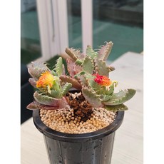 팅커벨 사해파7년생, 1개