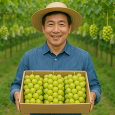 [특상 상 샤인머스켓 ] 가락시장 직송 경매 선별 25년 샤인머스캣 초고당도, 1개, 2kg