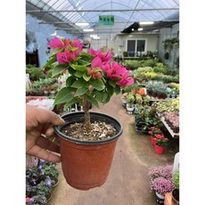 [근이네식물원] 부겐베리아 외목대 소품, 1개, 0