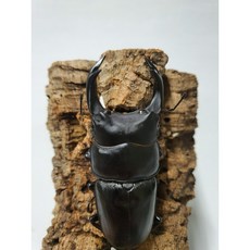 넓적사슴벌레 성충 키우기 관찰 곤충 곤충월드, 1개, 수