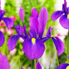 [큐가든] 아이리스 구근 디스커버리퍼플 5개 유럽직수입 더치 특선 꽃창포 독일 붓꽃