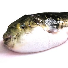 남해안 손질 복어 참복 500g 3-6미내외 복국 탕거리 복어자격증소유, 1개