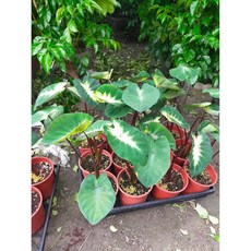 花花世界 熱帶風暴水芋 5吋盆/高15-20cm 襯景植物 - 葉有微焦葉