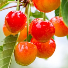 알록달록 노랑달콤 당도끝판왕 레이니어 체리, 1박스, 500g