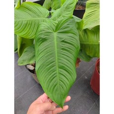 Philodendron tenue 寬版洗衣板 蔓綠絨 4.5吋盆 雨林植物 觀葉植物, 詳見包裝, 詳見包裝