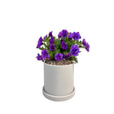 사계절 꽃이 이쁜 밀리언벨 밀리언벨 칼리브라코아, 보라 + 화이트세라믹, 1개