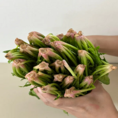 남해 보물섬 시금치 섬초 보물초 포항초, 3kg, 1개