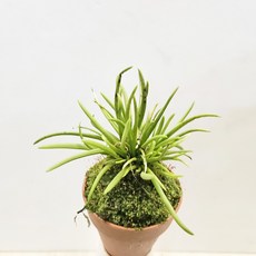 렙토테스 바이칼라, 1개