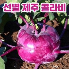 재구매1위 선별 제주 콜라비 햇콜라비, 10kg, 1박스