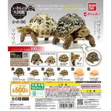 萬代 轉蛋 生物大圖鑑 龜 06 (索馬利亞赫曼陸龜), 1個, 05+06