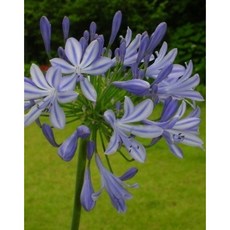 [비젼플라워] (야생화놀이터)--노지월동-아가판사스--F, 1개, 00